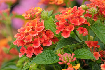 Orange, yellow Lantana camara, also known as wild sage, Lantropica Orange, in flower.