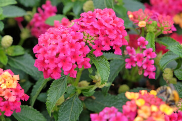 Fuchsia pink Lantana camara, also known as wild sage, Evita Magenta, in flower.