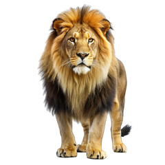 Fototapeta premium lion isolated on white