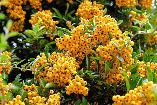 Bright yellow Pyracantha &lsquo;Soleil d&rsquo;Or&rsquo; firethorn berries.