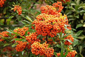 Bright orange Pyracantha ‘Fiery Cascade’ firethorn berries.