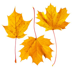 Collection of bright yellow maple isolated on PNG background. Perfect for autumn design, seasonal prints, invitations, and decorative projects.