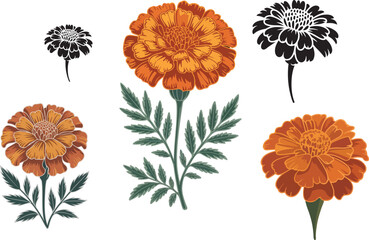 marigold flower botanical vector illustration