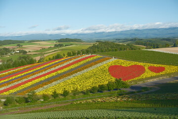 vineyard in tuscany
