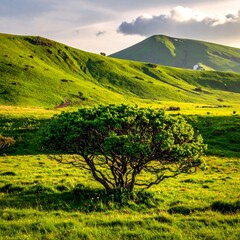 Serene landscape showcasing a vibrant green meadow with a solitary tree under a sunlit sky, rolling hills in the background