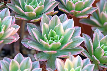 Obraz premium Green and pink tipped Aeonium succulent variegated ‘green tea’.