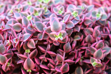 Pink and green trailing Crassula marginata ‘Variegata’ succulent.