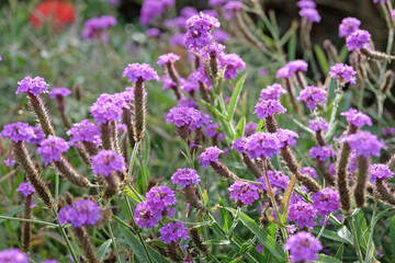 Purple Verbena rigida, slender vervain, in flower.