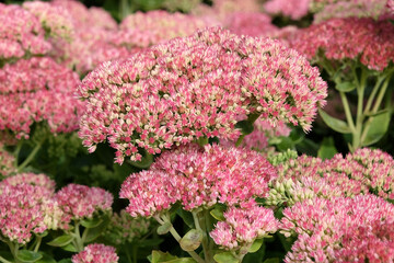 Pink Hylotelephium ‘Herbstfreude’ also known as a stonecrop or sedum, in flower.