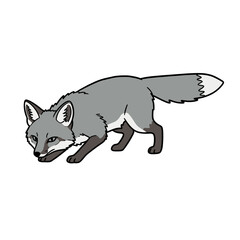 Grey Fox 