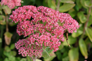 Pink Hylotelephium ‘Herbstfreude’ also known as a stonecrop or sedum, in flower.
