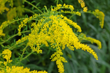 Obraz premium Yellow Solidago ‘Golden Wings’, also known as goldenrod, in flower.