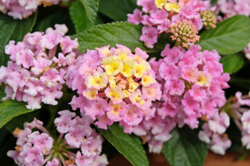 Lantana camara, also known as wild sage, Evita Lemon and Pink, in flower.