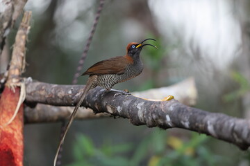 The brown sicklebill (Epimachus meyeri) is a species of bird-of-paradise that is found in the mountain forests of New Guinea.
