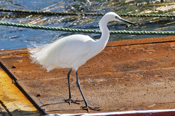 White egret standing on a rust-colored metal surface near dirty water in Setubal fishing port, Portugal