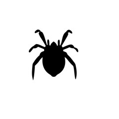 spider silhouette
