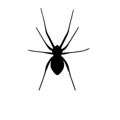 spider silhouette