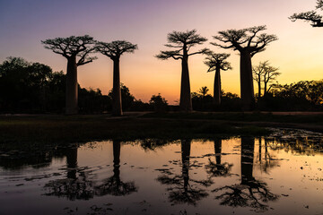 dusk at alley of the baobabs 