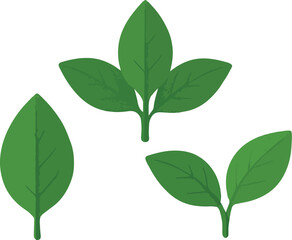 Three green leaves on white background leaf plant