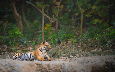 Majestic Bengal tiger rests by a serene pond in Jim Corbett National Park—Indian wildlife, big...