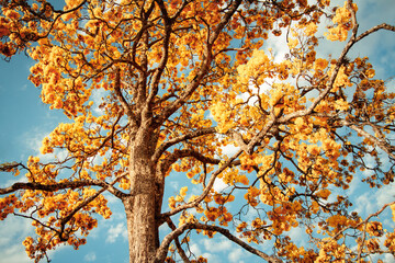 The Yellow Ipê tree on a stage of light and shadow. Brazilian nature at its most dramatic. The vibrant beauty of a solitary Yellow Ipê bathed in the warm light of late afternoon.