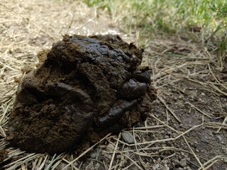 Detailed view of a fresh cow or horse patty, rich in organic matter, resting on dirt and dry grass, highlighting natural waste and decomposition.