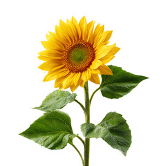 Fototapeta premium Bright Sunflower Isolated on Transparent Background – Single Yellow Flower with Green Leaves