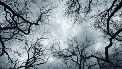 A low-angle shot through bare tree branches against a cloudy, overcast sky