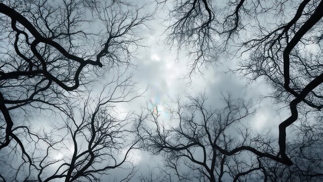 A low-angle shot through bare tree branches against a cloudy, overcast sky
