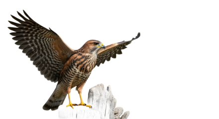 Striking hawk poised atop weathered wood, showcasing a wingspan against a serene green backdrop