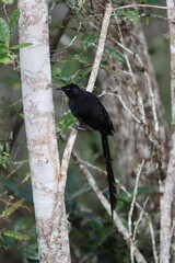 Stephanie's astrapia (Astrapia stephaniae), also known as Princess Stephanie's astrapia, is a species of bird-of-paradise of the family Paradisaeidae.