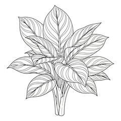 black and white silhouette vector icon of Aglaonema flower on white background