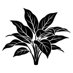 black and white silhouette vector icon of Aglaonema flower on white background
