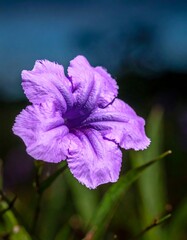 Close-up captures a vibrant, delicate purple flower, beautifully illuminated against a blurry background