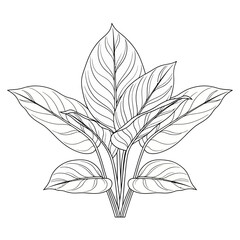 black and white silhouette vector icon of Aglaonema flower on white background