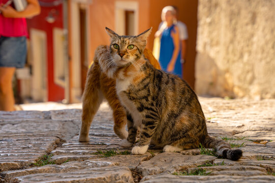 Rovinj, Croatia - August 15, 2025: Two affectionate cats on a cobblestone alley, one wrapping its tail around the other’s neck like a soft furry collar in a tender sunny moment.