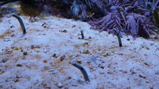 Close up of worm fish or garden eel sticking in the sea ground underwater and moving around