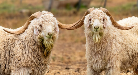 A pair of rams.