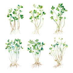 EPS format illustration, A Simple 2D Vibrant Alfalfa Sprouts Collection isolated on a white background, vector, simple flat 2D icon, minimalist design set, vegetables set