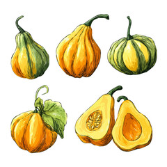 EPS format illustration, A Simple 2D Vibrant Acorn Squash Collection isolated on a white background, vector, simple flat 2D icon, minimalist design set, pumpkin set, Halloween