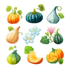 An EPS format illustration, A Simple 2D Bitter Squash with leaves, Collections isolated on a white background, vector, watercolor simple flat 2D icon, minimalist design, pumpkin Halloween collection