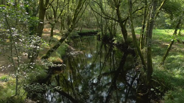Swamps In The Forest Of Casta&ntilde;os de Francos Nature Preserve In Maceda, Province of Ourense, Spain. Dolly Shot