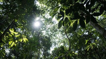 Sunlight streams through the thick foliage of a tropical forest, casting dappled shadows and highlighting the intricate patterns of leaves and branches, creating a captivating natural scene