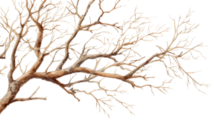 Detailed isolated dry tree branch with fine twigs for nature design