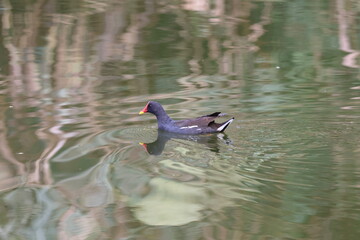 common moorhen (Gallinula chloropus) swimming in water