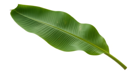 Single green leaf with veins and stem isolated against a dark backdrop isolated on transparent background