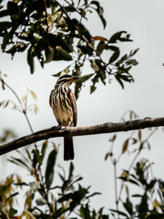 This photo of a bird on a branch is very elegant, with great focus and the backlight creating a beautiful contrast that highlights the bird's stripes.