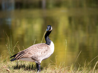 Tranquility along a Colorado pond as a Canadian goose soaks in the sunlight