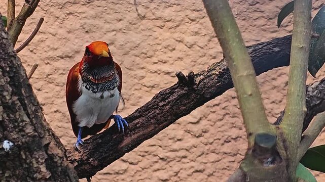 close up view of a king paradise bird resting on a tree branch lookig round on.  sunny day