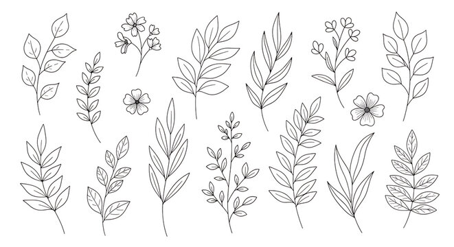 Fototapeta Collection of white line art botanical elements and flowers on black background plant branch
